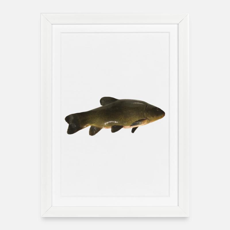 fish tench - Framed poster (27 × 37 cm) - white
