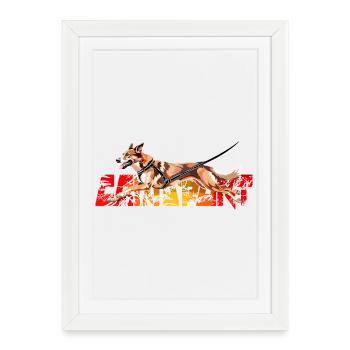 Chien en Action faisant du canicross - Affiche encadrée (27 × 37 cm) - blanc - Devant