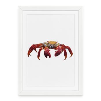Crabe - Affiche encadrée (27 × 37 cm) - blanc - Devant