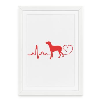 Weimaraner - Framed poster (27 × 37 cm) - white - Front