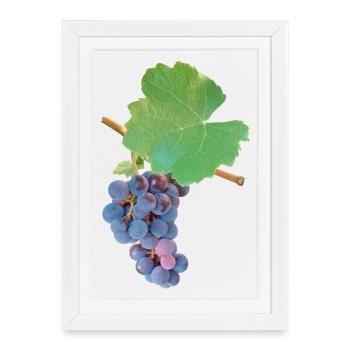 Grapes – fruity elegance - Framed poster (27 × 37 cm) - white - Front