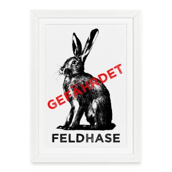 Der Feldhase ist gefährdet. - Gerahmtes Poster (27 × 37 cm) - Weiß - Vorne