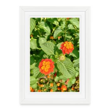 Blooming Garden – Colourful Atmosphere - Framed poster (27 × 37 cm) - white - Front