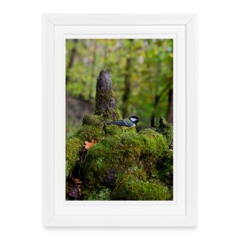 Oiseau de forêt moussu dans une clairière tranquille - Affiche encadrée (27 × 37 cm) - blanc - Devant