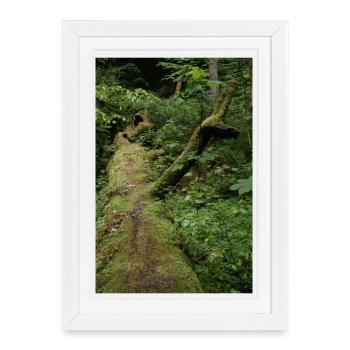 Mossy tree trunk / Northern Black Forest Monbachtal - Framed poster (27 × 37 cm) - white - Front