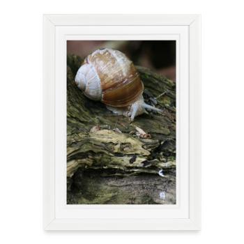 escargot - Affiche encadrée (27 × 37 cm) - blanc - Devant