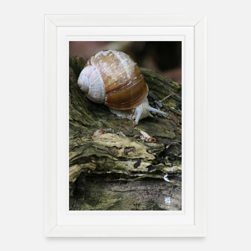 SCHNECKE - Gerahmtes Poster (27 × 37 cm) - Weiß
