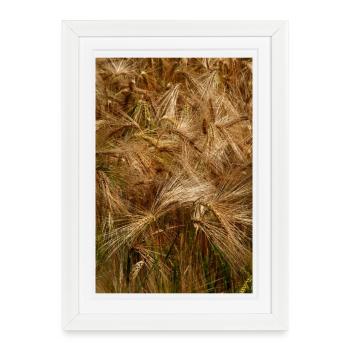 Motif naturel des champs de blé dorés - Affiche encadrée (27 × 37 cm) - blanc - Devant