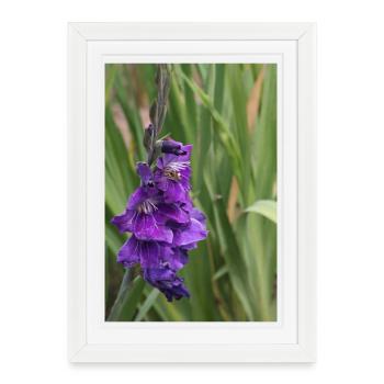 Gladiolus – starch in bloom - Framed poster (27 × 37 cm) - white - Front