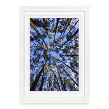 Entre le ciel et la cime des arbres – un regard vers le haut - Affiche encadrée (27 × 37 cm) - blanc - Devant
