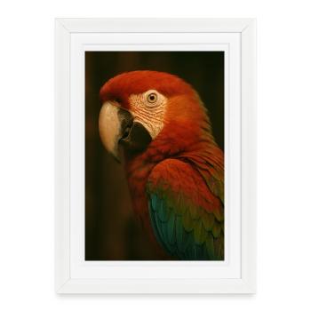 Animaux - Perroquet - Affiche encadrée (27 × 37 cm) - blanc - Devant