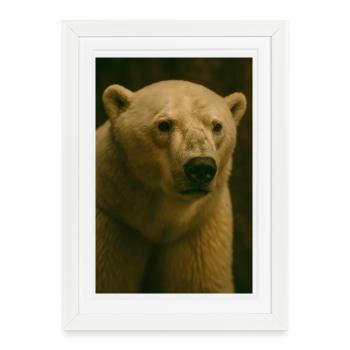 Animaux - Ours polaire - Affiche encadrée (27 × 37 cm) - blanc - Devant