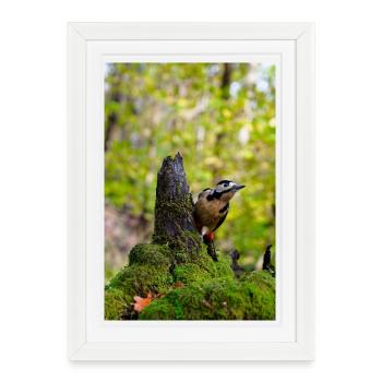 Forest Woodpecker on Mossy Stump - Framed poster (27 × 37 cm) - white - Front