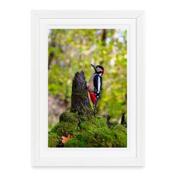 Pic sur souche de forêt moussue - Affiche encadrée (27 × 37 cm) - blanc - Devant