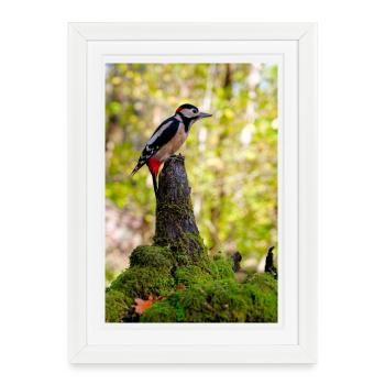 Crimson Crest Woodpecker Forest - Gerahmtes Poster (27 × 37 cm) - Weiß - Vorne