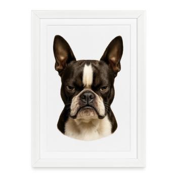 Impressive Boston Terrier View - Framed poster (27 × 37 cm) - white - Front