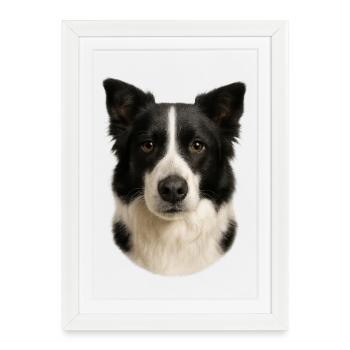Portrait de tête de Border Collie - Affiche encadrée (27 × 37 cm) - blanc - Devant