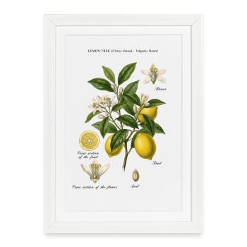 Branche botanique vintage Lemon Tree - Affiche encadrée (27 × 37 cm) - blanc - Devant