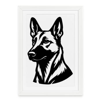 Malinois - Framed poster (27 × 37 cm) - white - Front