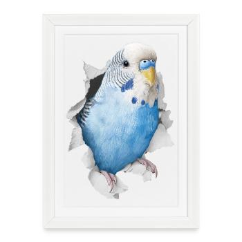Perruche ondulée - Affiche encadrée (27 × 37 cm) - blanc - Devant