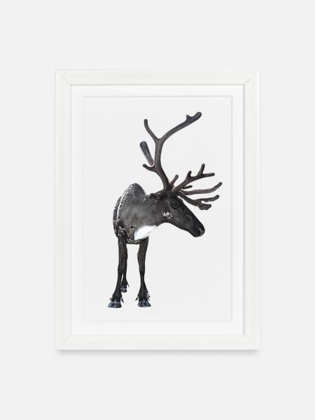 Rentier - Gerahmtes Poster (27 × 37 cm) - Weiß