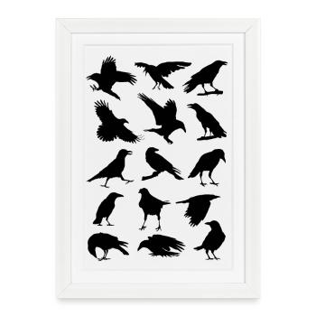 Corbeaux, corbeaux, oiseaux, corbeaux, corvus, corbeau aux choux - Affiche encadrée (27 × 37 cm) - blanc - Devant
