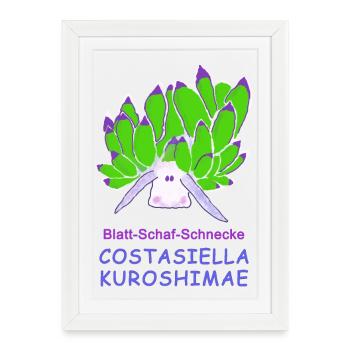 Escargot-mouton à feuilles, Costasiella kuroshimae - Affiche encadrée (27 × 37 cm) - blanc - Devant