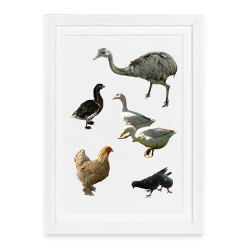 Poultry - Framed poster (27 × 37 cm) - white - Front