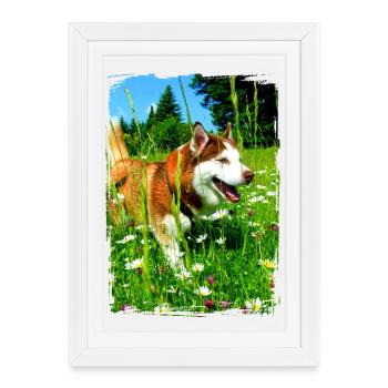 Husky dans un champ de fleurs - Affiche encadrée (27 × 37 cm) - blanc - Devant