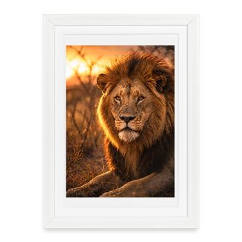 Lion dans les flammes du coucher de soleil - Affiche encadrée (27 × 37 cm) - blanc - Devant