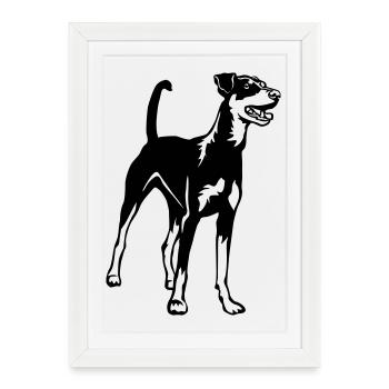 Pinscher allemand - Affiche encadrée (27 × 37 cm) - blanc - Devant