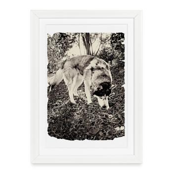 Husky dans la forêt en noir et blanc - Affiche encadrée (27 × 37 cm) - blanc - Devant
