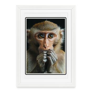 Macaque Macaque - Affiche encadrée (27 × 37 cm) - blanc - Devant