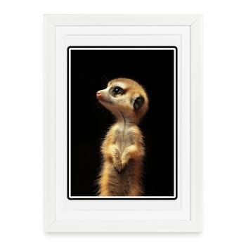 Suricate, Suricate, Animal, Animal préféré, Cadeau - Affiche encadrée (27 × 37 cm) - blanc - Devant