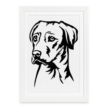 Rhodesian Ridgeback Head - Affiche encadrée (27 × 37 cm) - blanc - Devant