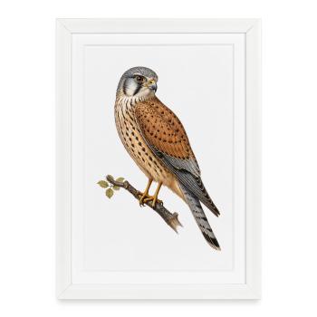 Vintage Kestrel - Framed poster (27 × 37 cm) - white - Front