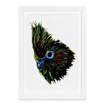 Calopsitte (07) - Affiche encadrée (27 × 37 cm) - blanc - Devant