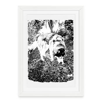 Black and white husky nature motif - Framed poster (27 × 37 cm) - white - Front