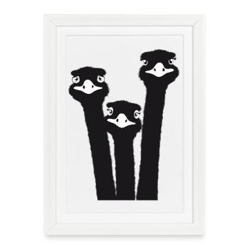 Nandu, tête d’autruche, émeu, autruche - Affiche encadrée (27 × 37 cm) - blanc - Devant