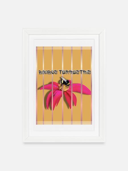 Bombus Terrestris auf Blüte - Gerahmtes Poster (27 × 37 cm) - Weiß