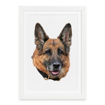 Chien de berger - Affiche encadrée (27 × 37 cm) - blanc - Devant