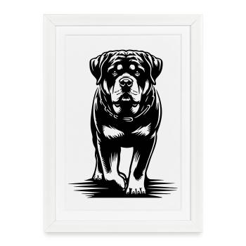 Rottweiler - Affiche encadrée (27 × 37 cm) - blanc - Devant