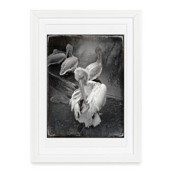 Pélicans noirs - Affiche encadrée (27 × 37 cm) - blanc - Devant