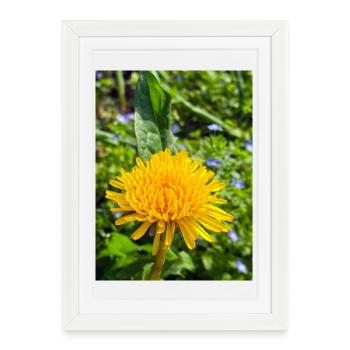 Wild dandelion in the spotlight 🌼 - Framed poster (27 × 37 cm) - white - Front