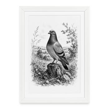 Colombe fière dans la nature dans un style de dessin détaillé - Affiche encadrée (27 × 37 cm) - blanc - Devant
