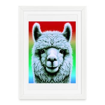Alpaga - Affiche encadrée (27 × 37 cm) - blanc - Devant