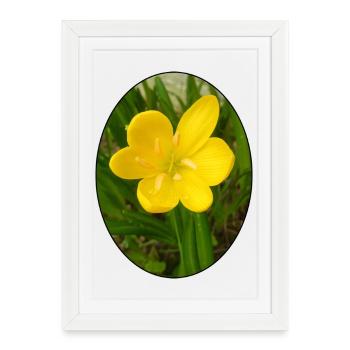 Fleur jaune au premier plan - Affiche encadrée (27 × 37 cm) - blanc - Devant