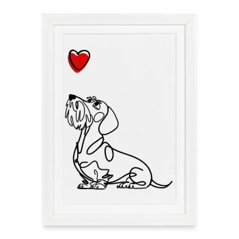 Teckel Rauhaa avec cœur, teckel avec cœur. - Affiche encadrée (27 × 37 cm) - blanc - Devant