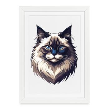 Chat Ragdoll – Doux, fier et beau - Affiche encadrée (27 × 37 cm) - blanc - Devant