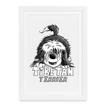 Mignon Terrier tibétain - Affiche encadrée (27 × 37 cm) - blanc - Devant